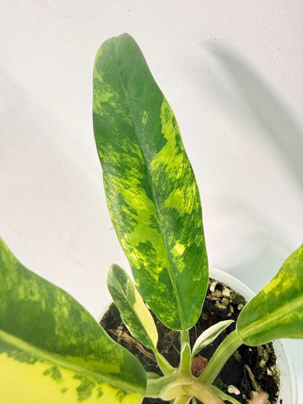 Philodendron Narrow Aurea Variegated 04