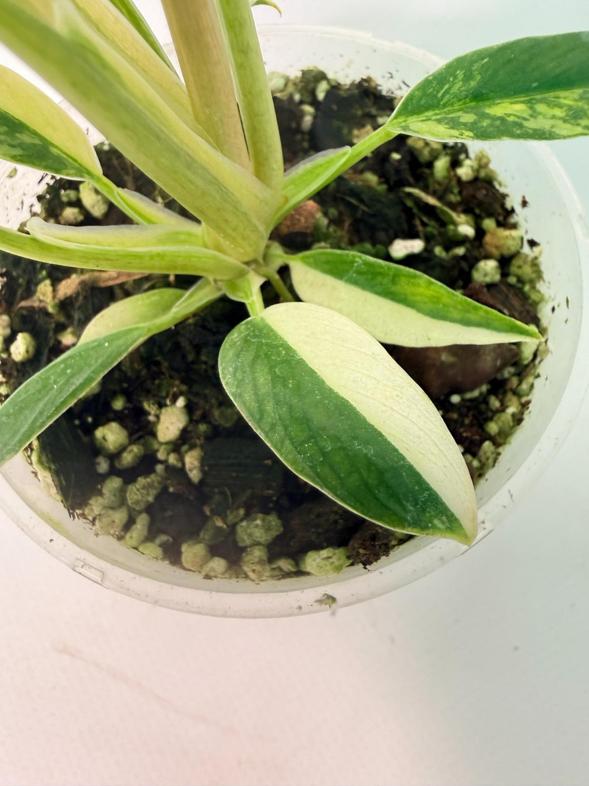 Philodendron Narrow Aurea Variegated 05