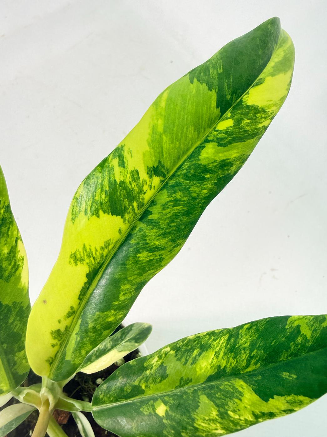 Philodendron Narrow Aurea Variegated 06