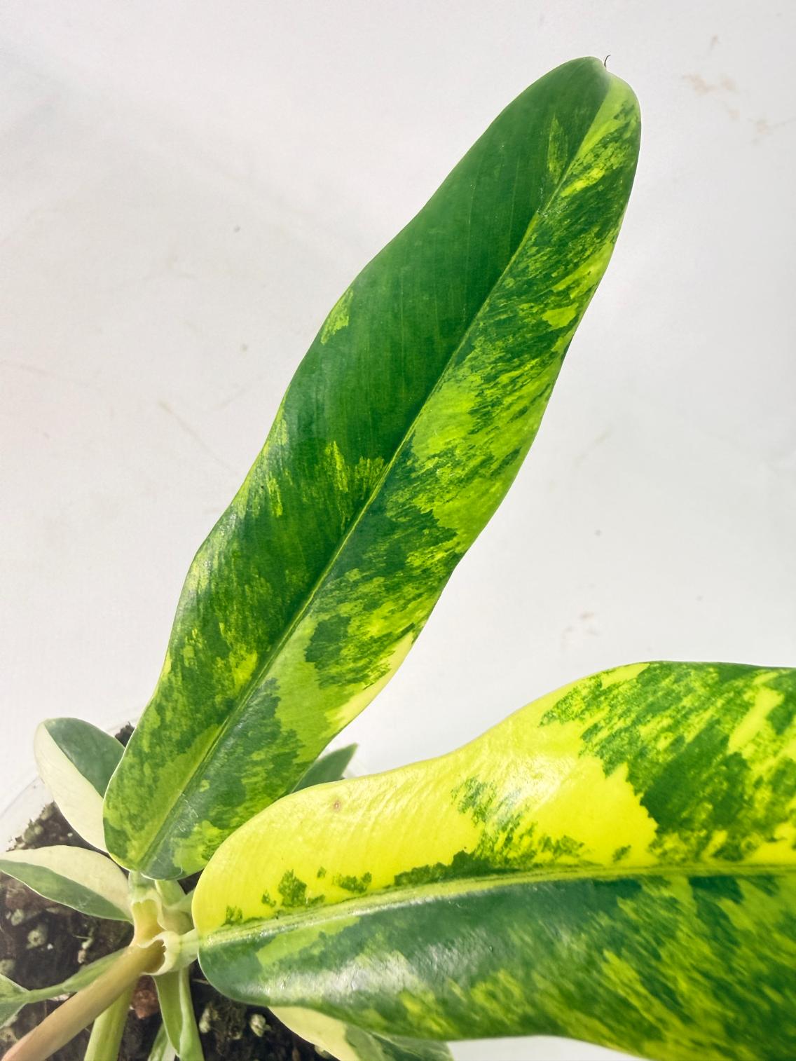 Philodendron Narrow Aurea Variegated 07