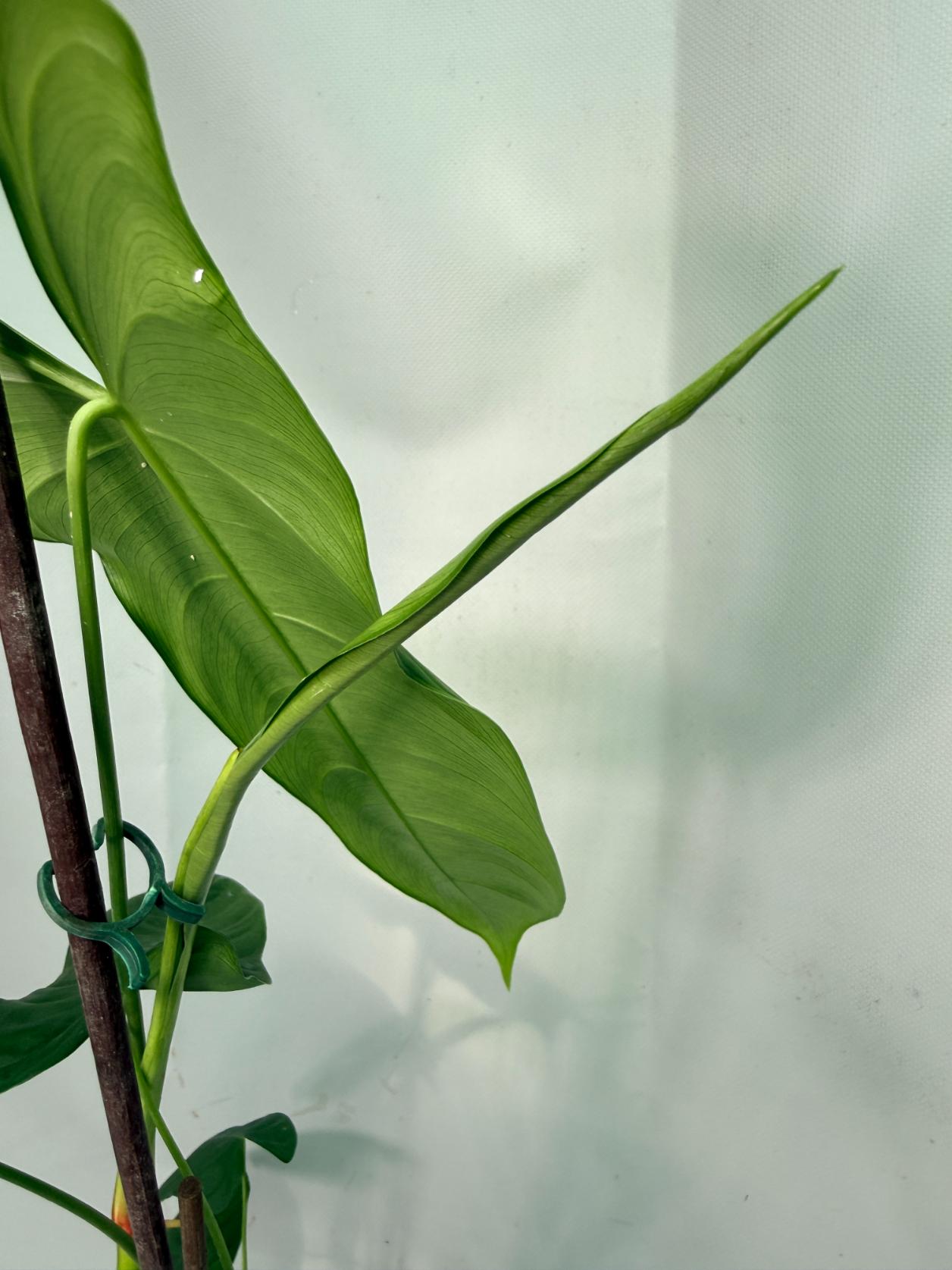 Philodendron Sharoniae XL 08