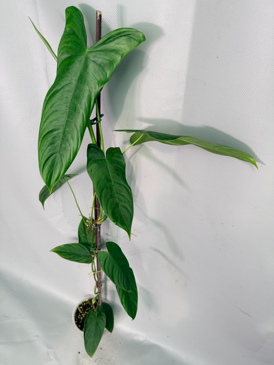 Philodendron Sharoniae XL 09