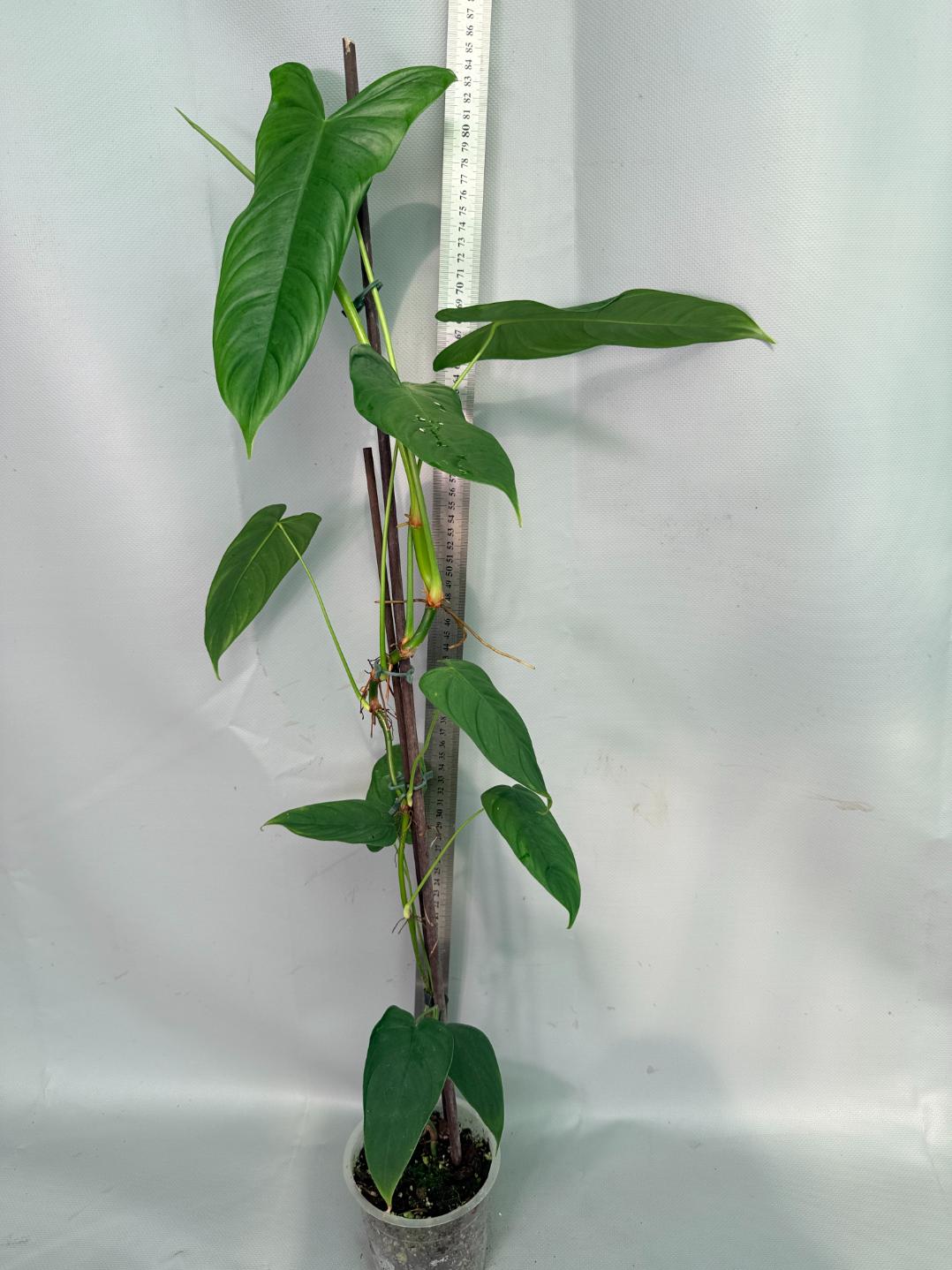 Philodendron Sharoniae XL 01