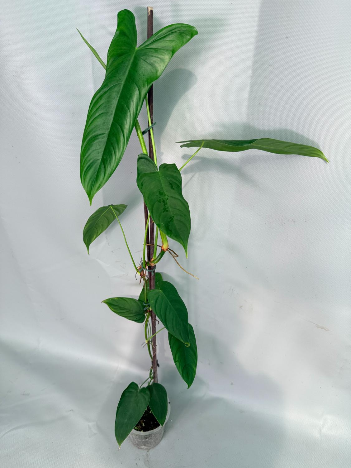 Philodendron Sharoniae XL 02