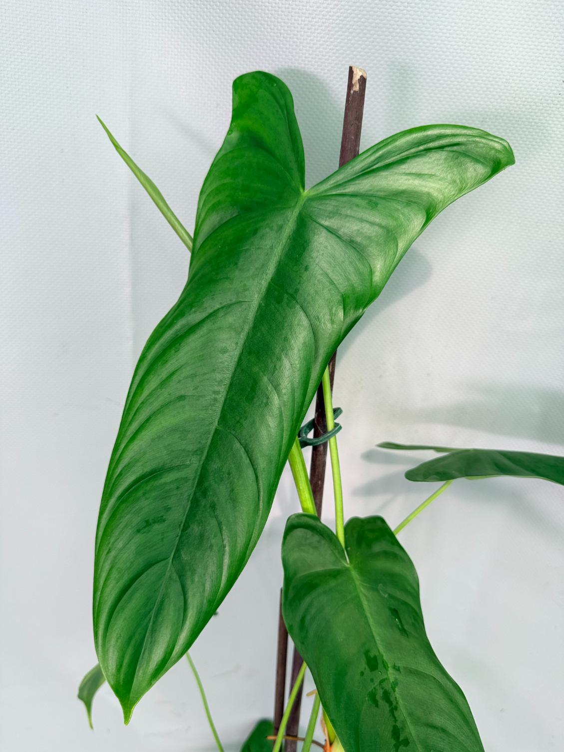 Philodendron Sharoniae XL 03