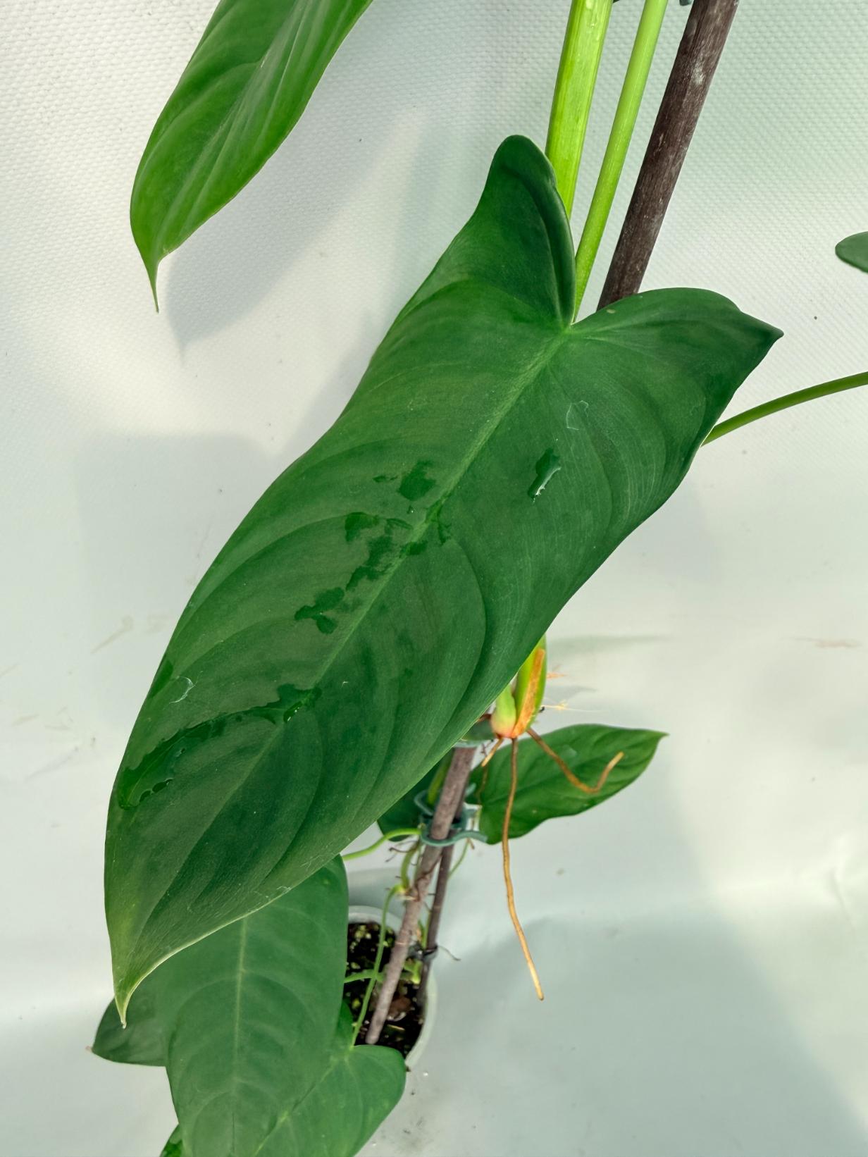 Philodendron Sharoniae XL 04