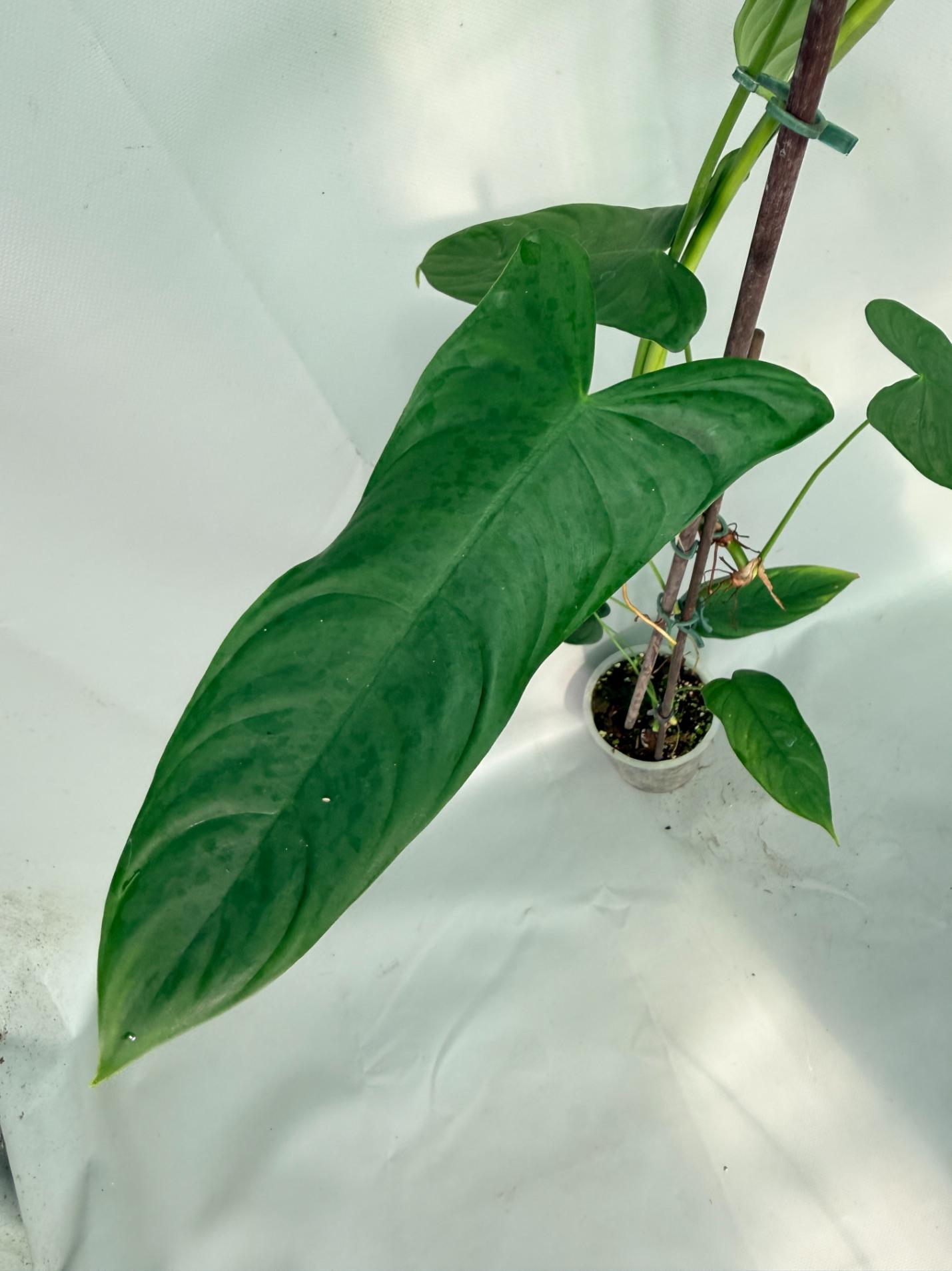 Philodendron Sharoniae XL 05