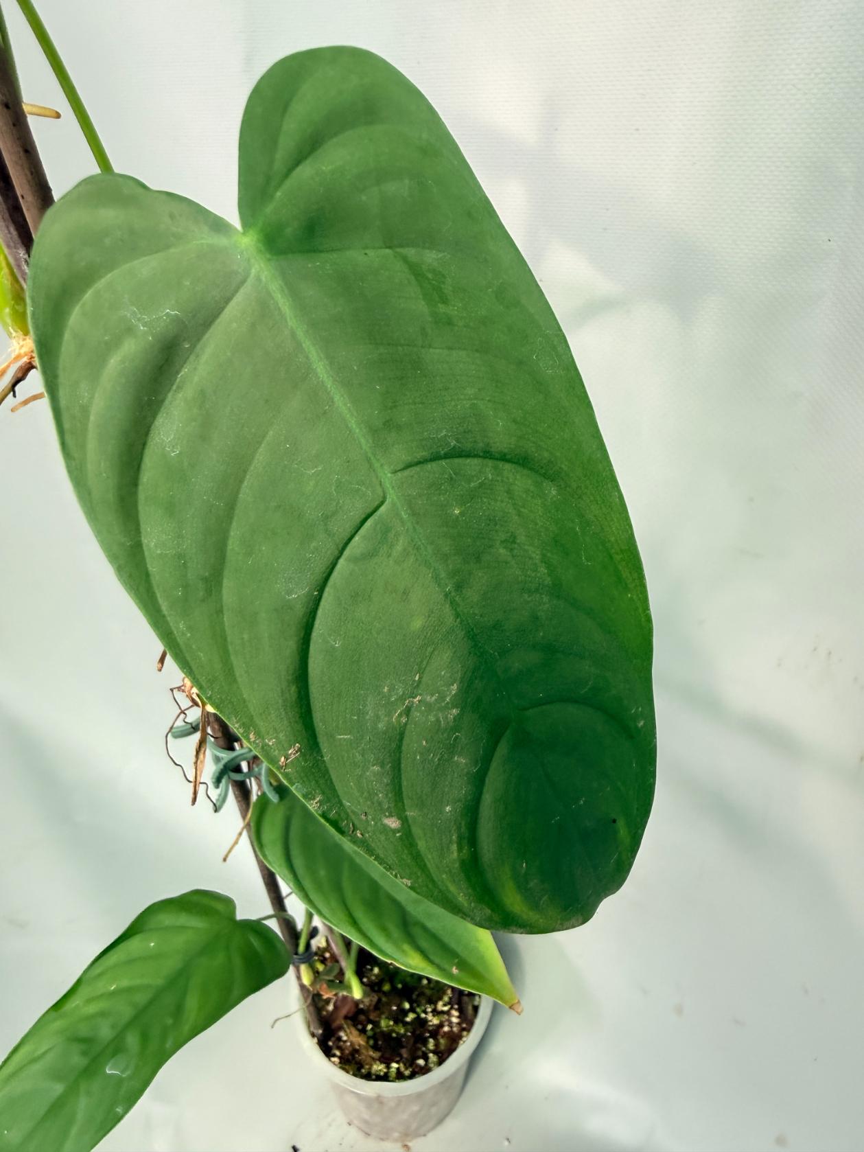 Philodendron Sharoniae XL 06