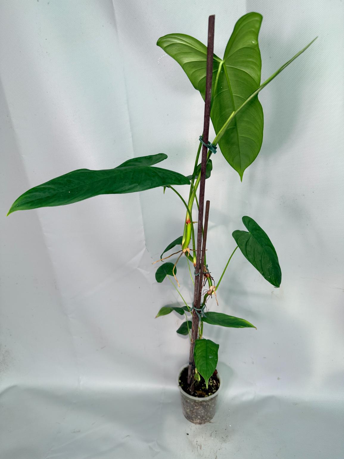 Philodendron Sharoniae XL 07