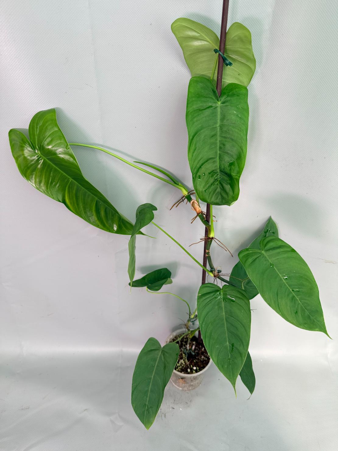 Philodendron Sharoniae XL 09