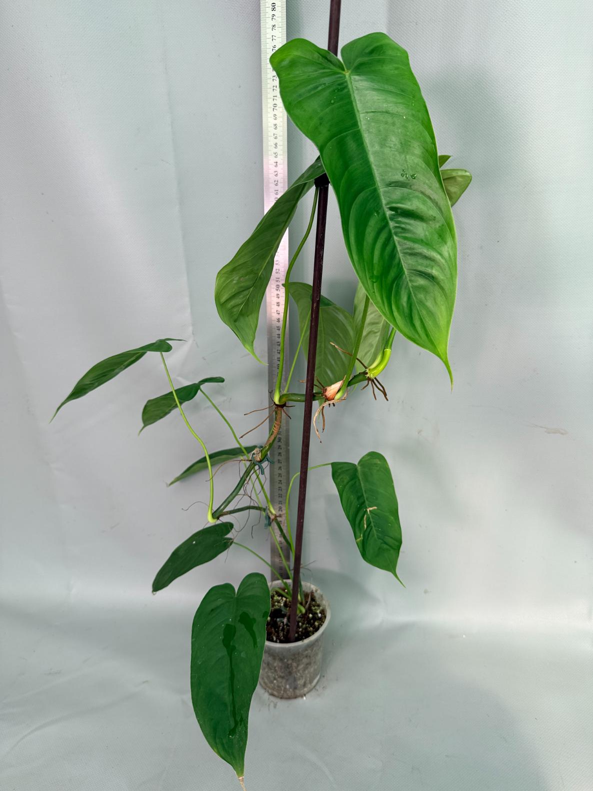 Philodendron Sharoniae XL 02