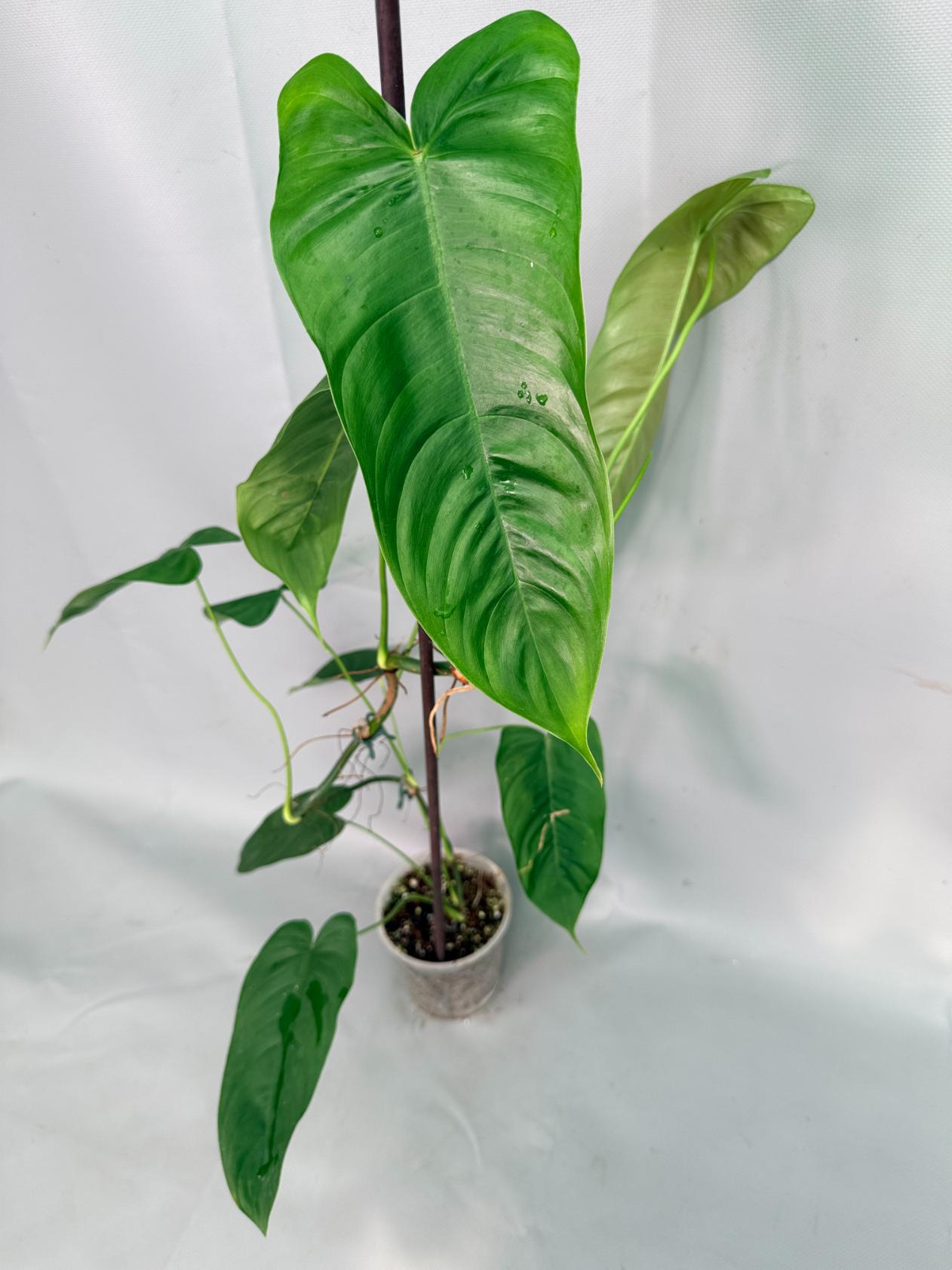 Philodendron Sharoniae XL 01