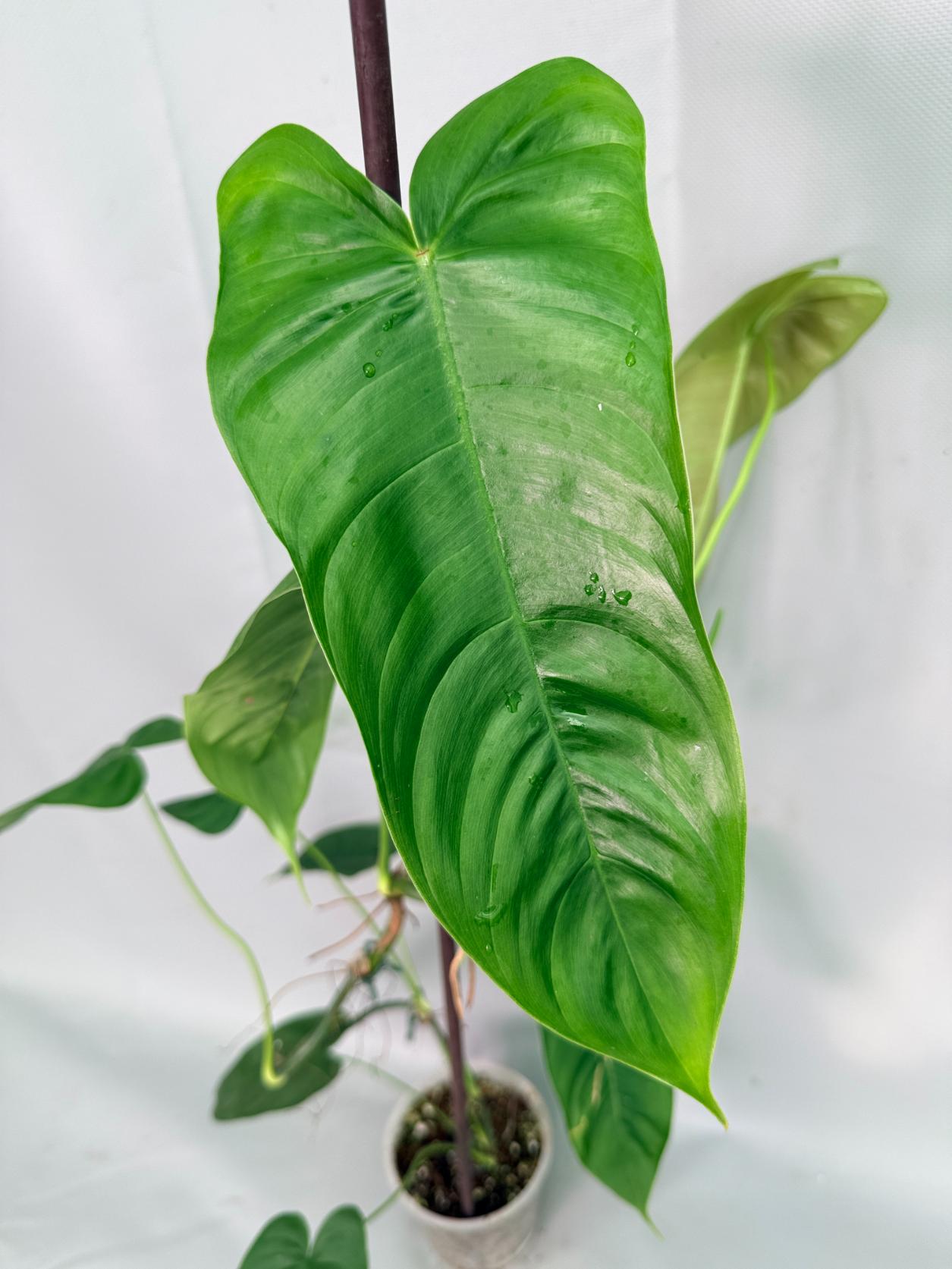 Philodendron Sharoniae XL 03