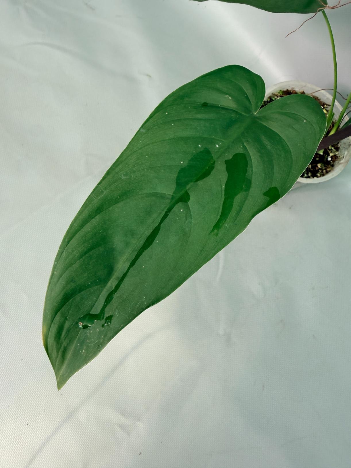 Philodendron Sharoniae XL 04