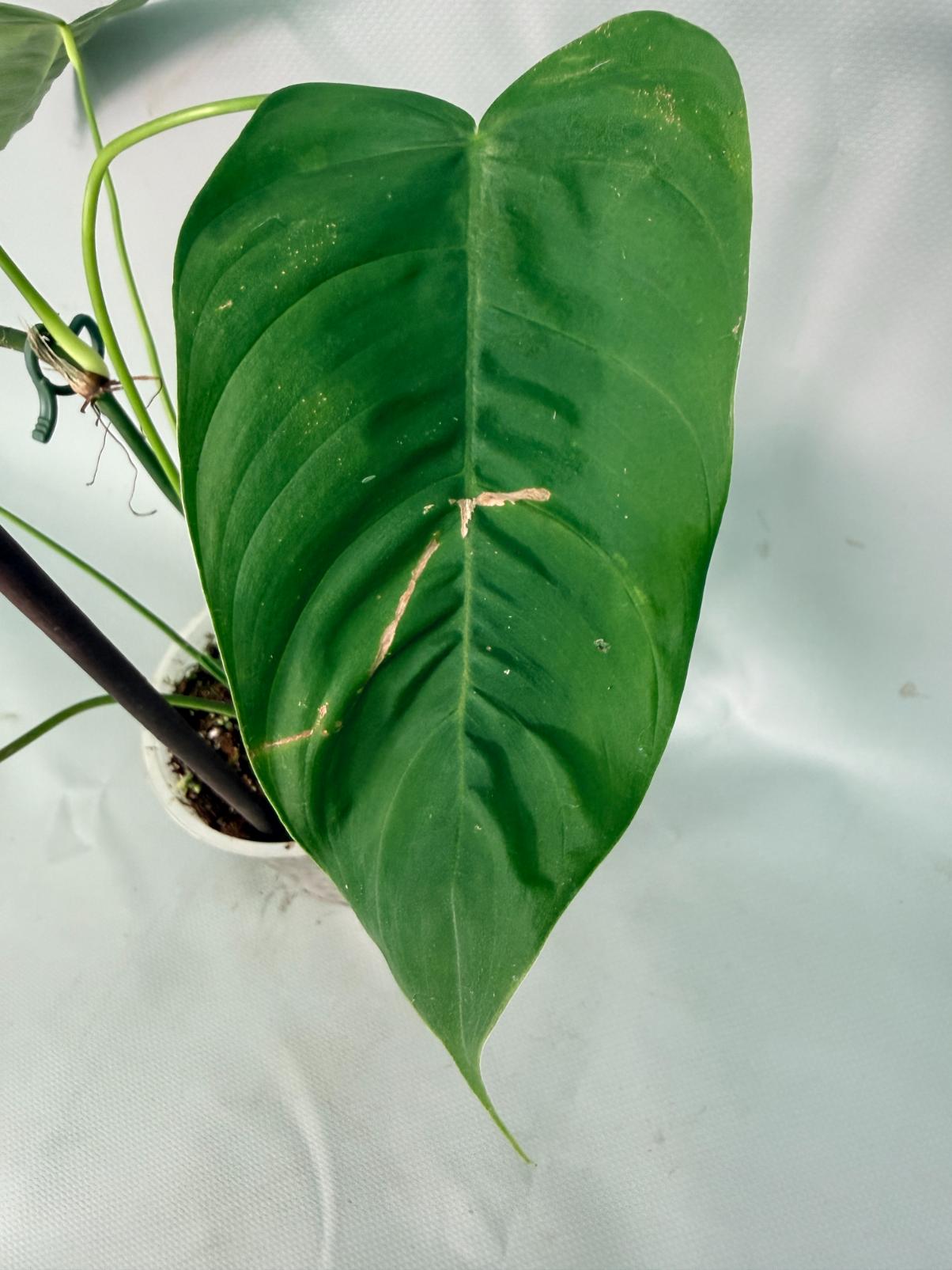 Philodendron Sharoniae XL 05