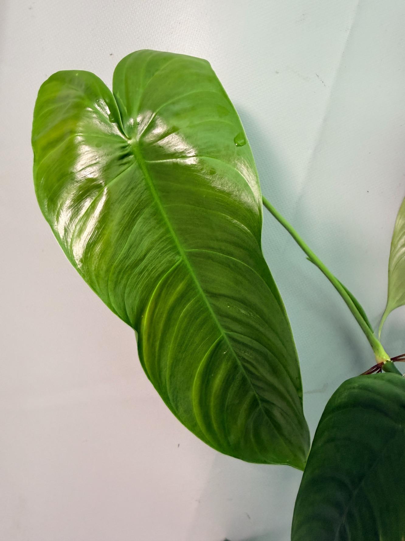 Philodendron Sharoniae XL 06