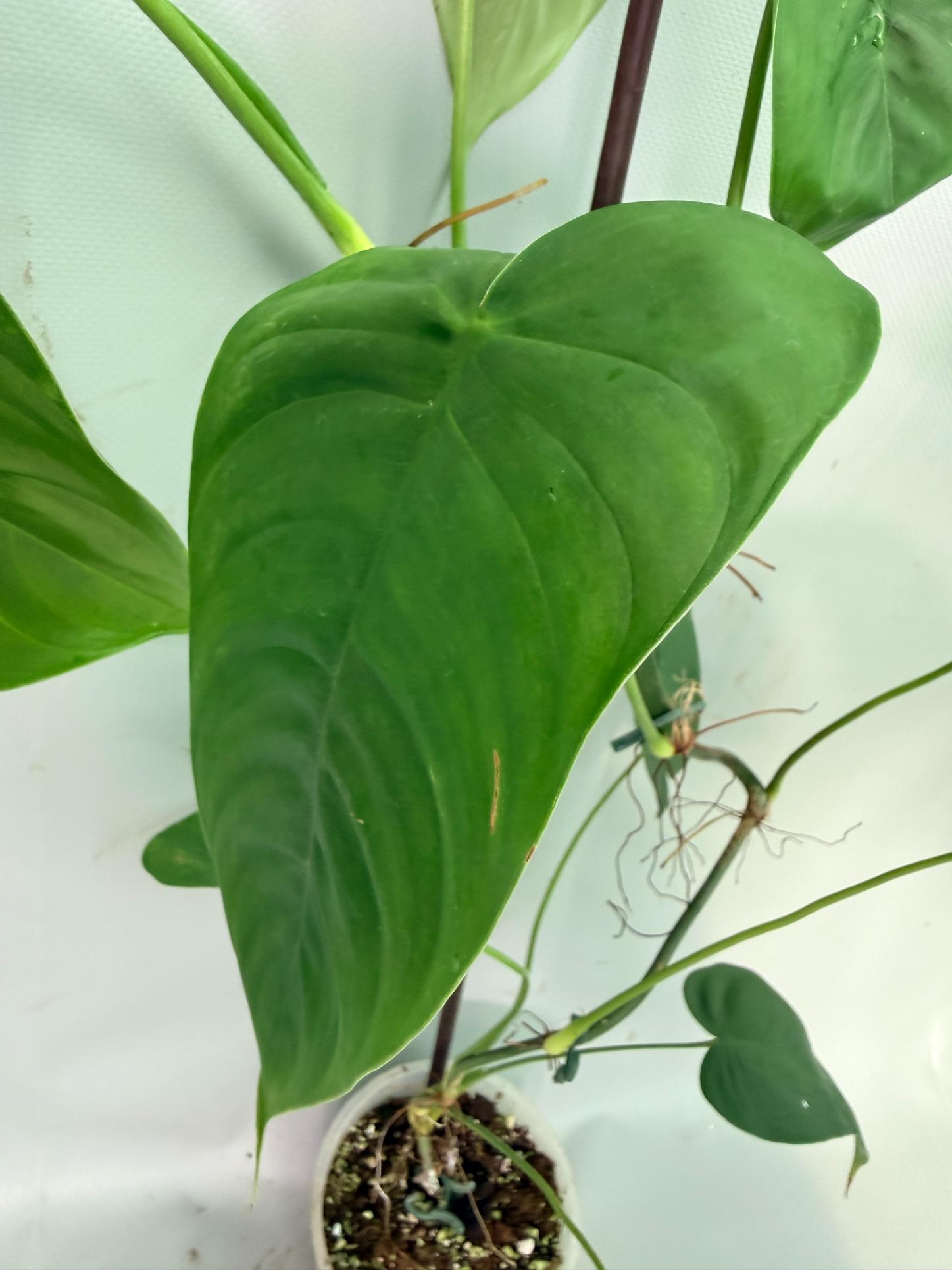 Philodendron Sharoniae XL 07