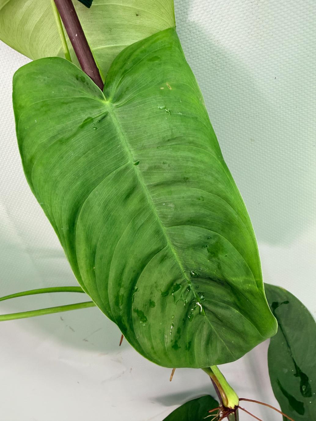Philodendron Sharoniae XL 08