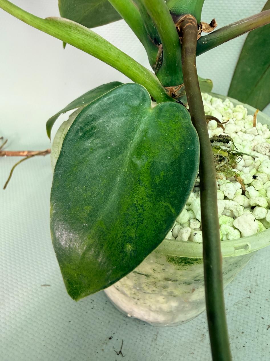 Philodendron Sharoniae XL 08