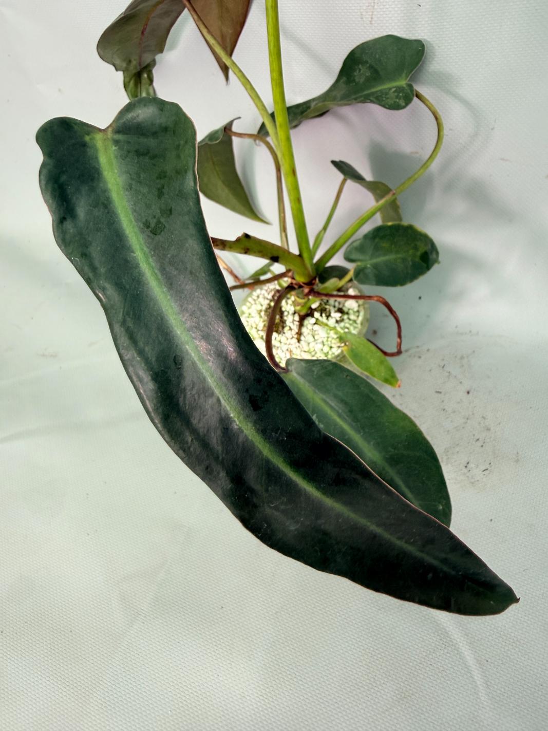 Philodendron Sharoniae XL 09