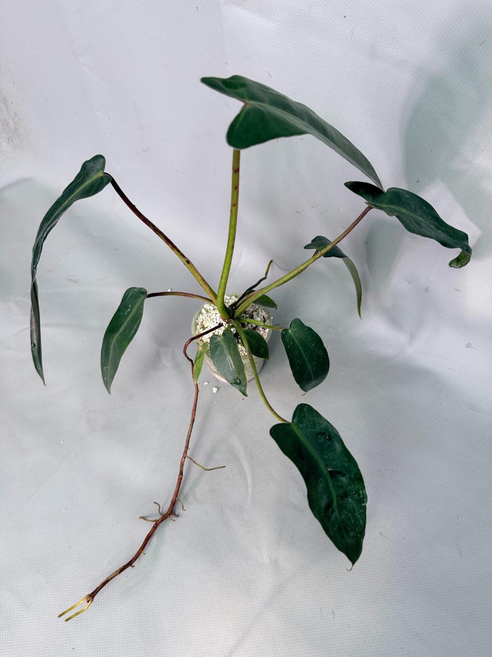 Philodendron Sharoniae XL 10