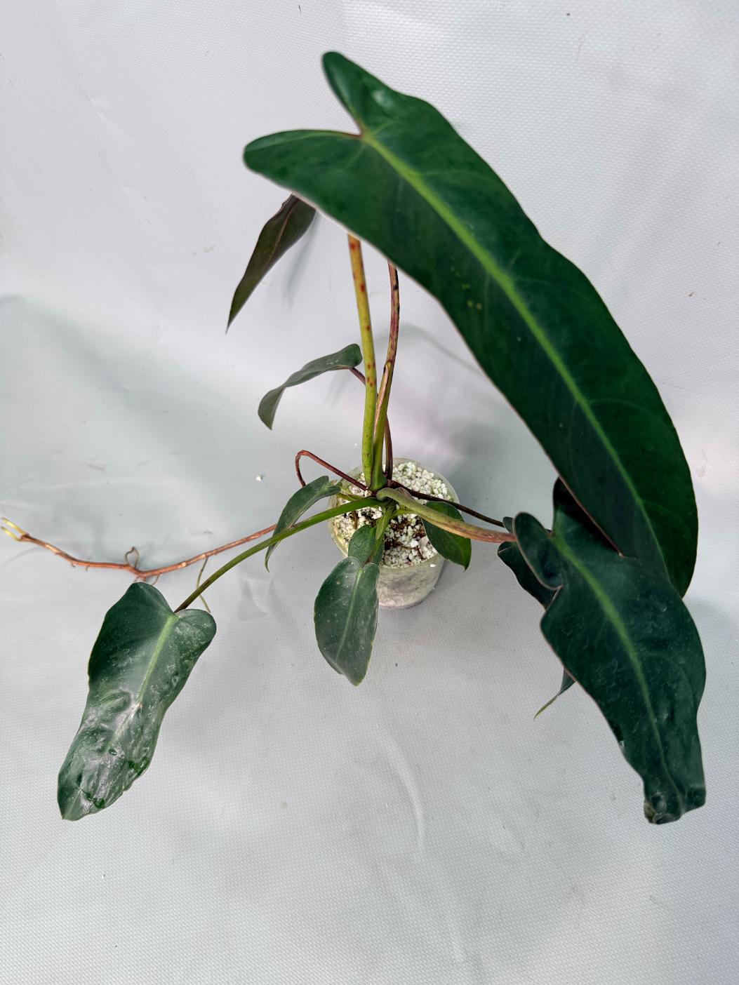 Philodendron Sharoniae XL 11