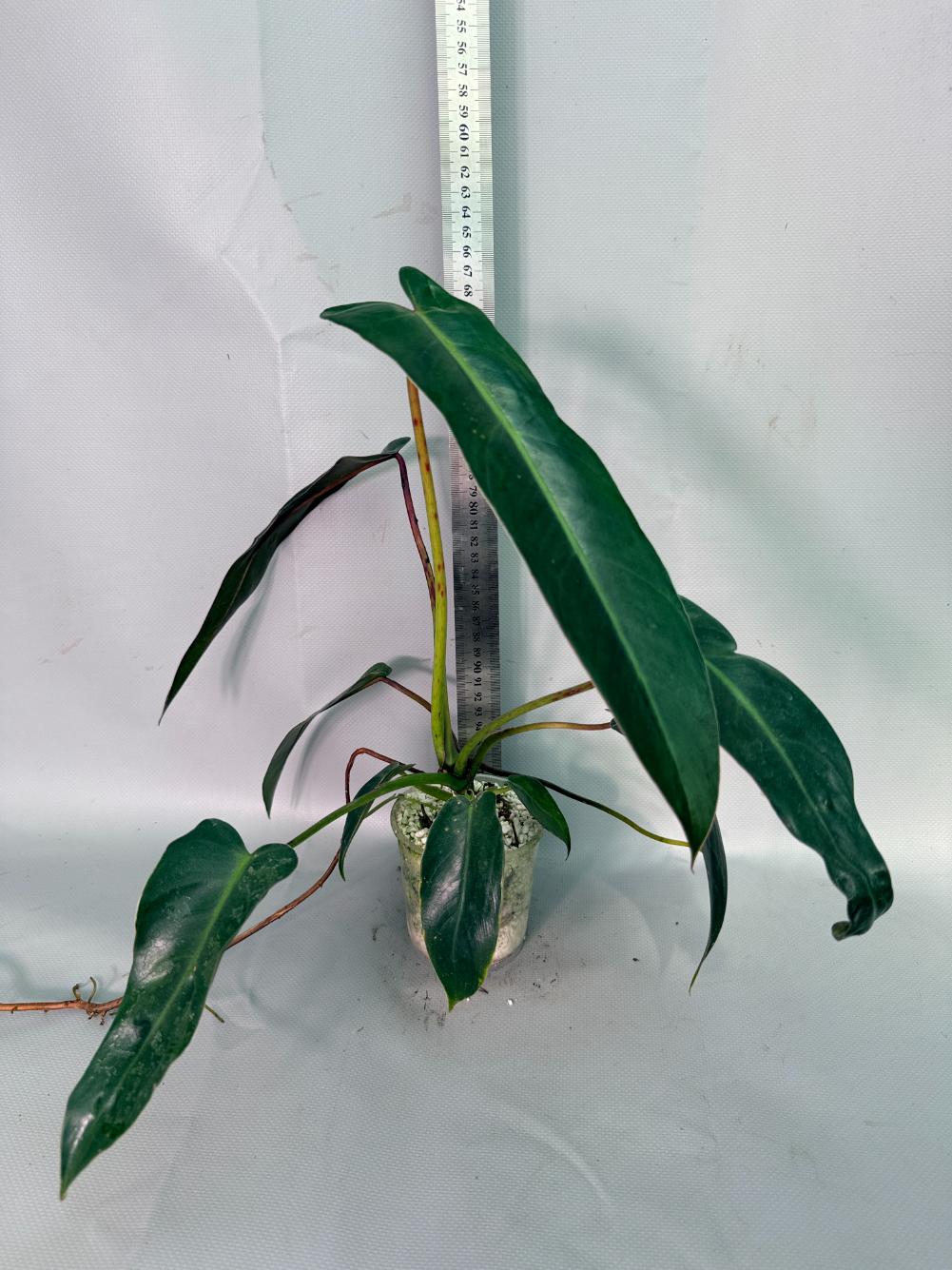 Philodendron Sharoniae XL 01