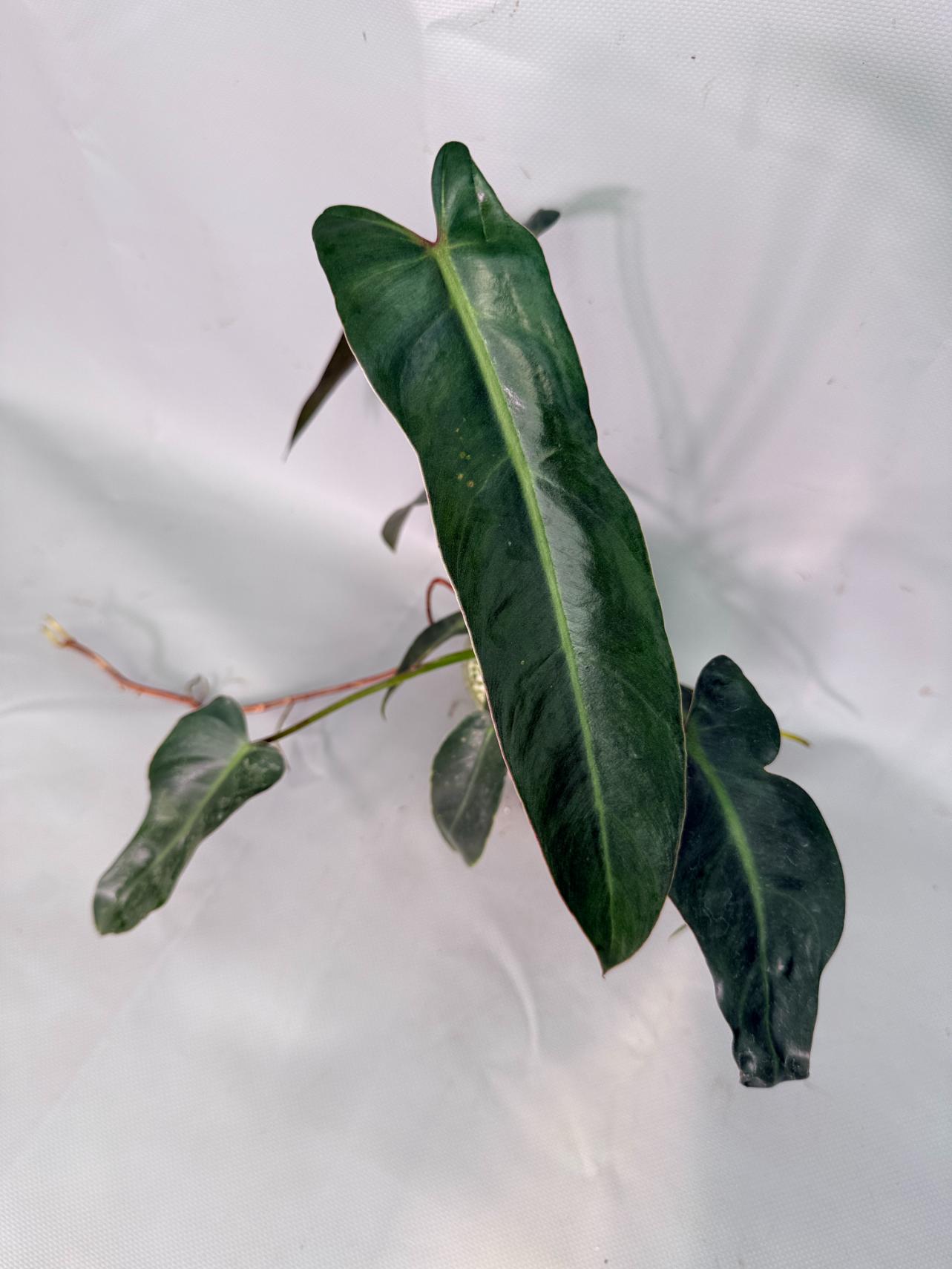 Philodendron Sharoniae XL 02