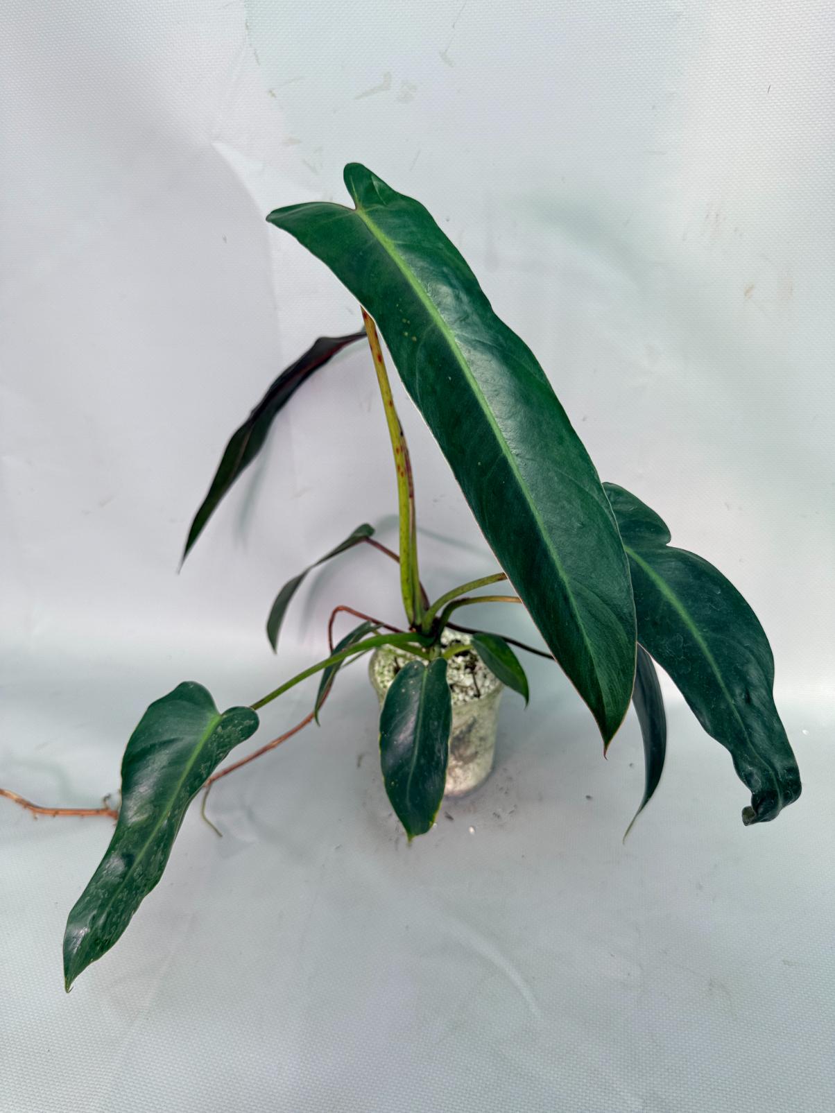 Philodendron Sharoniae XL 03
