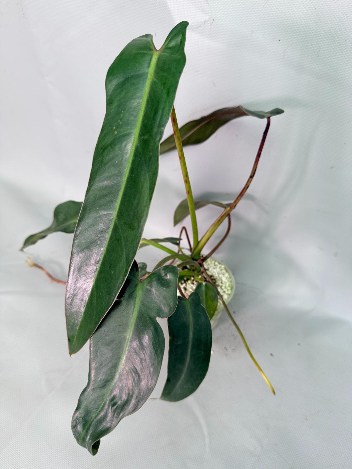 Philodendron Sharoniae XL 04