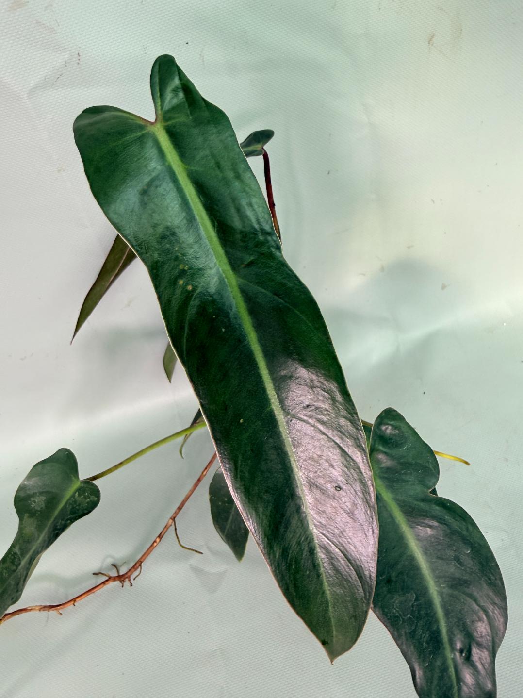 Philodendron Sharoniae XL 05