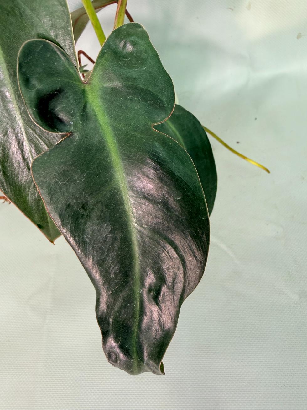 Philodendron Sharoniae XL 06