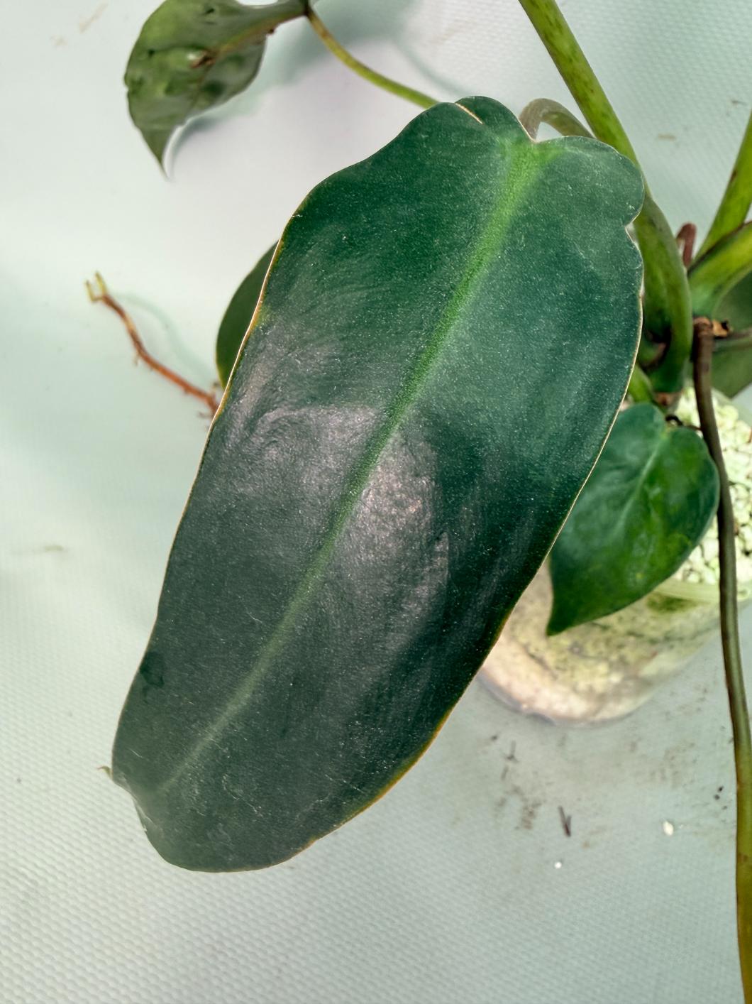 Philodendron Sharoniae XL 07