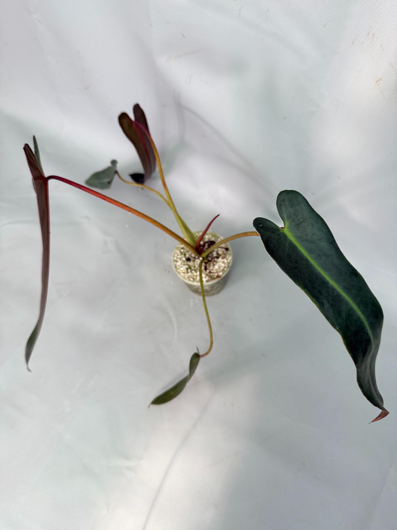 Philodendron Sharoniae XL 08