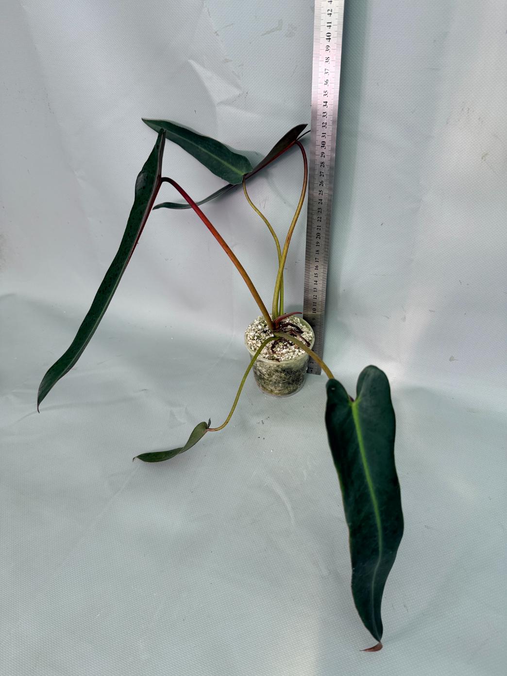 Philodendron Sharoniae XL 01