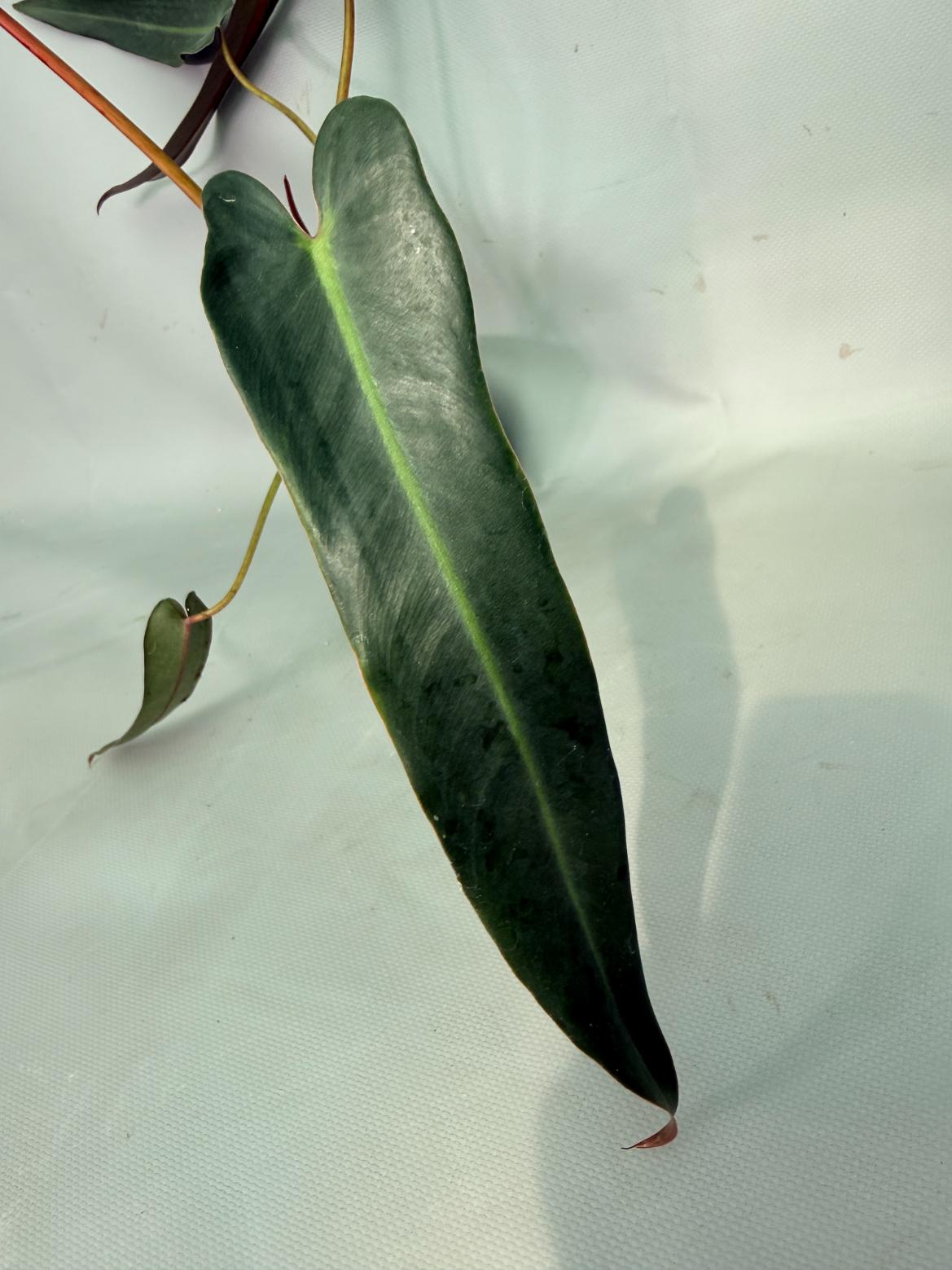 Philodendron Sharoniae XL 02