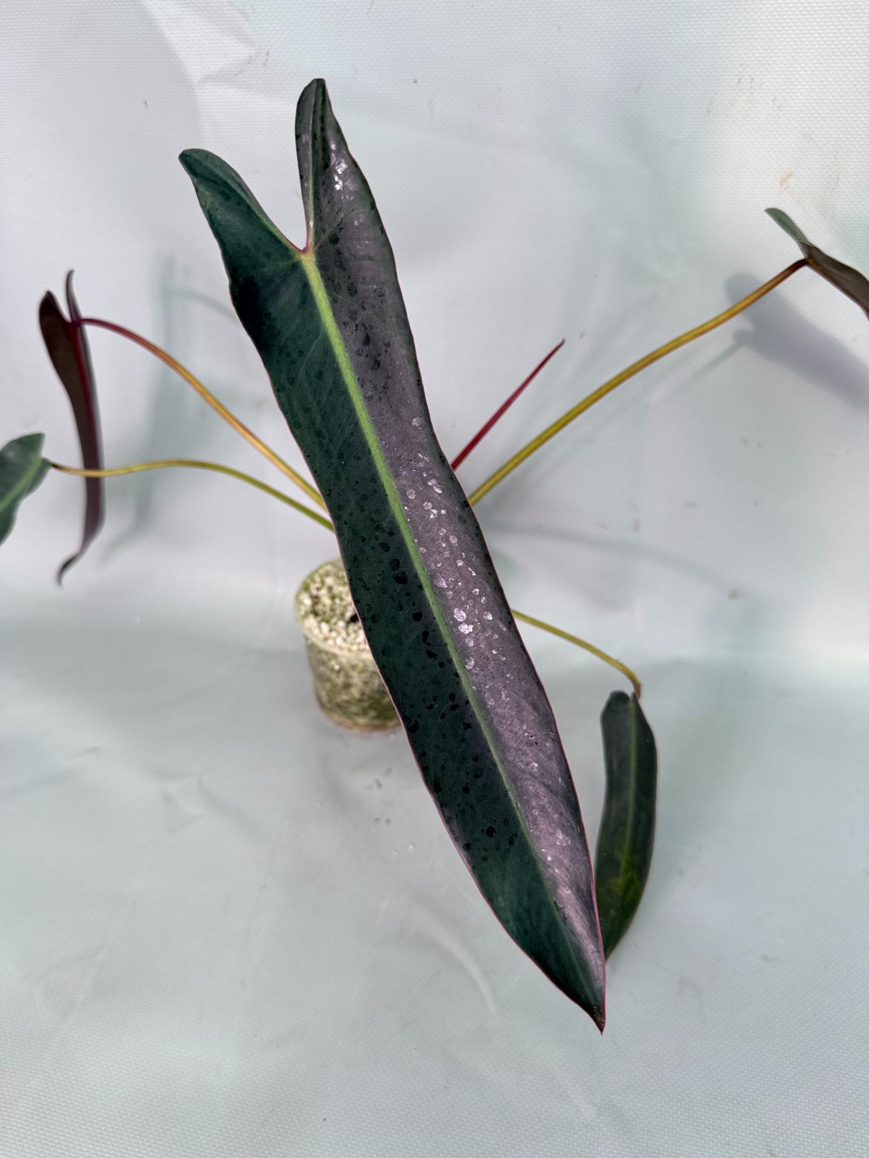 Philodendron Sharoniae XL 03