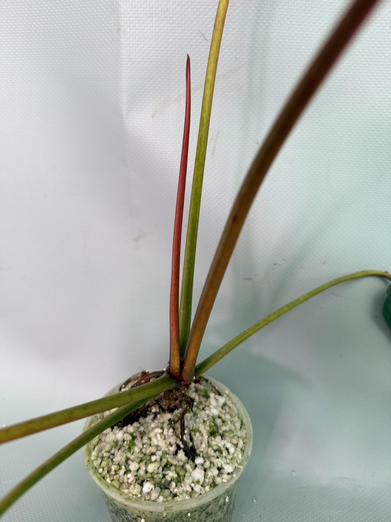 Philodendron Sharoniae XL 04