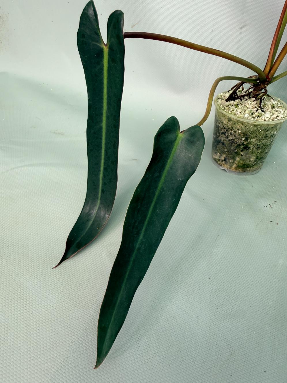 Philodendron Sharoniae XL 05