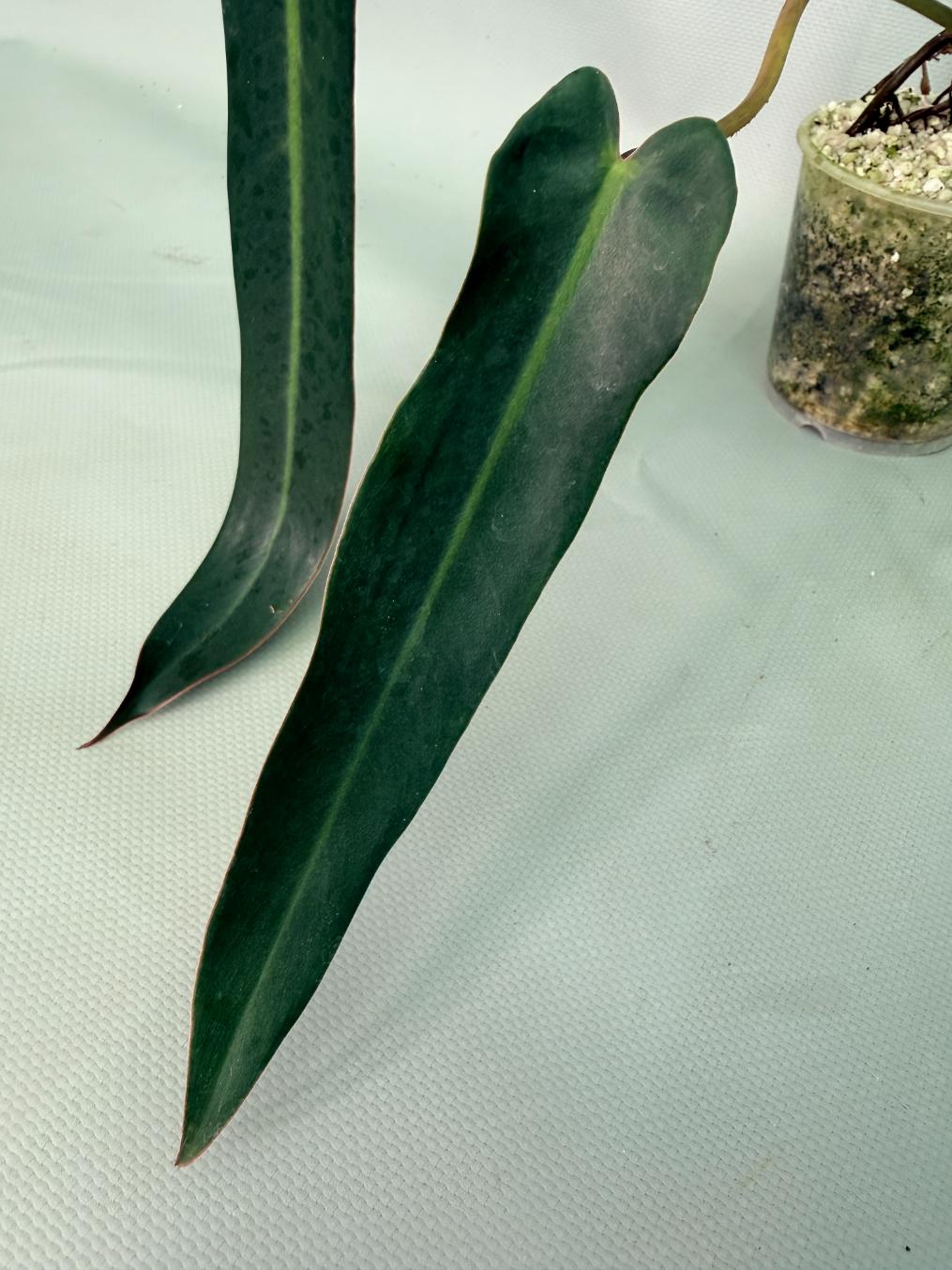 Philodendron Sharoniae XL 06