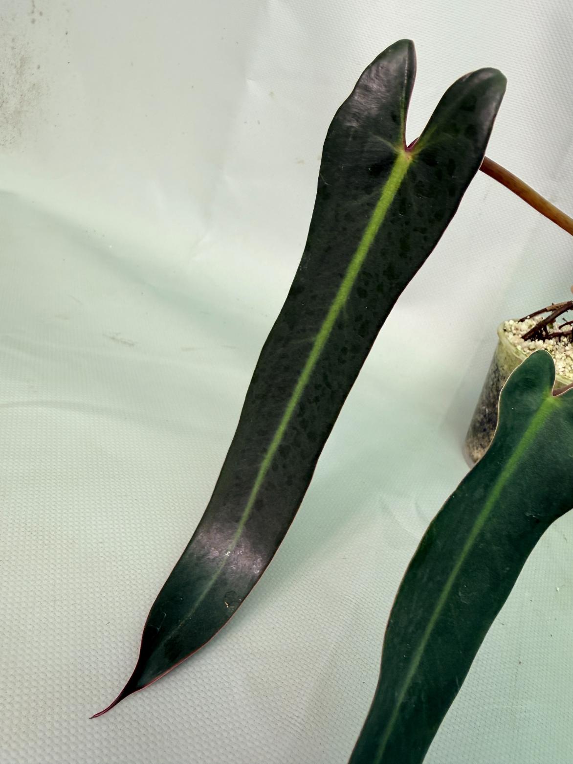 Philodendron Sharoniae XL 07