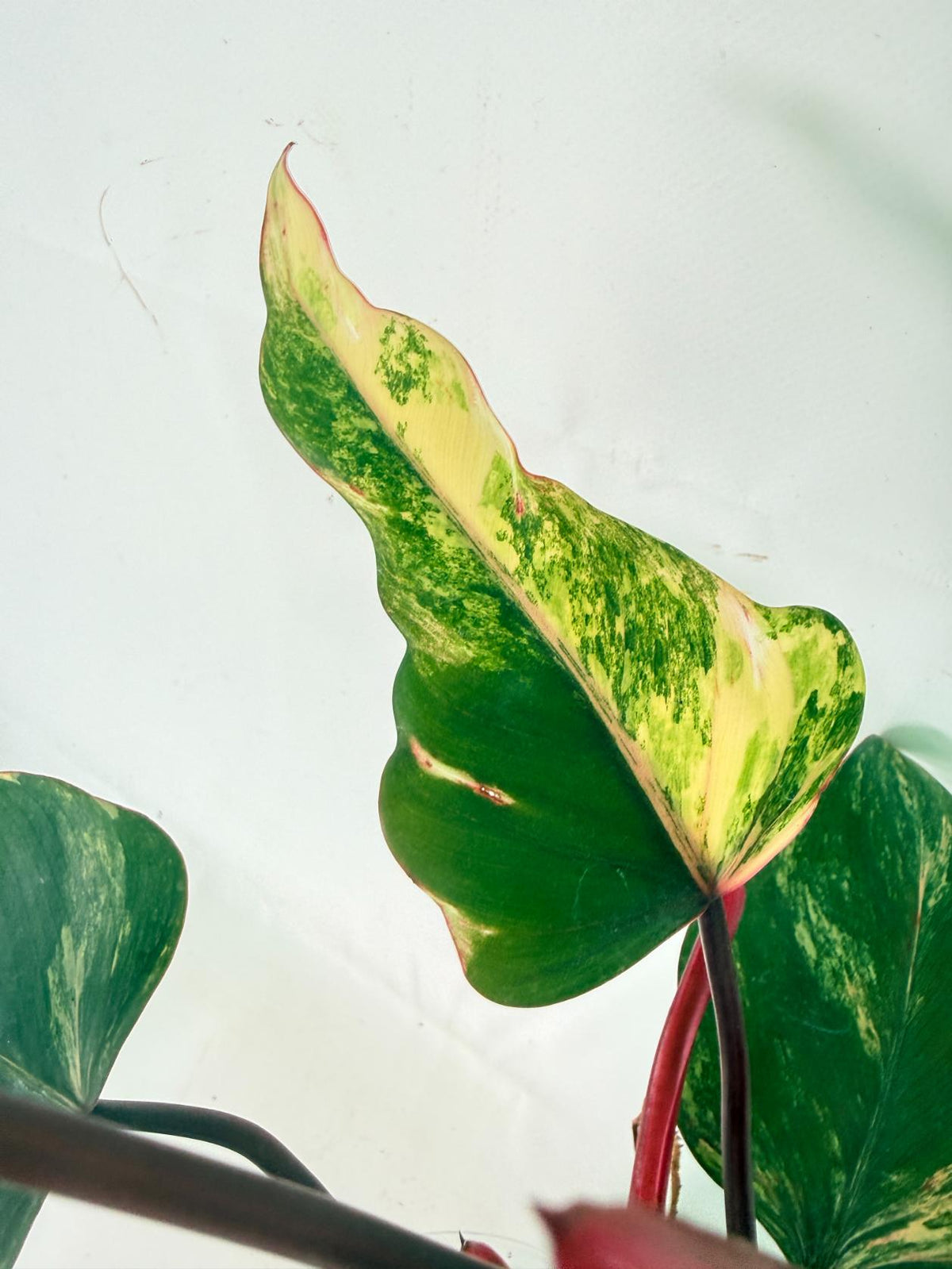Philodendron Strawberry Shake variegata 08