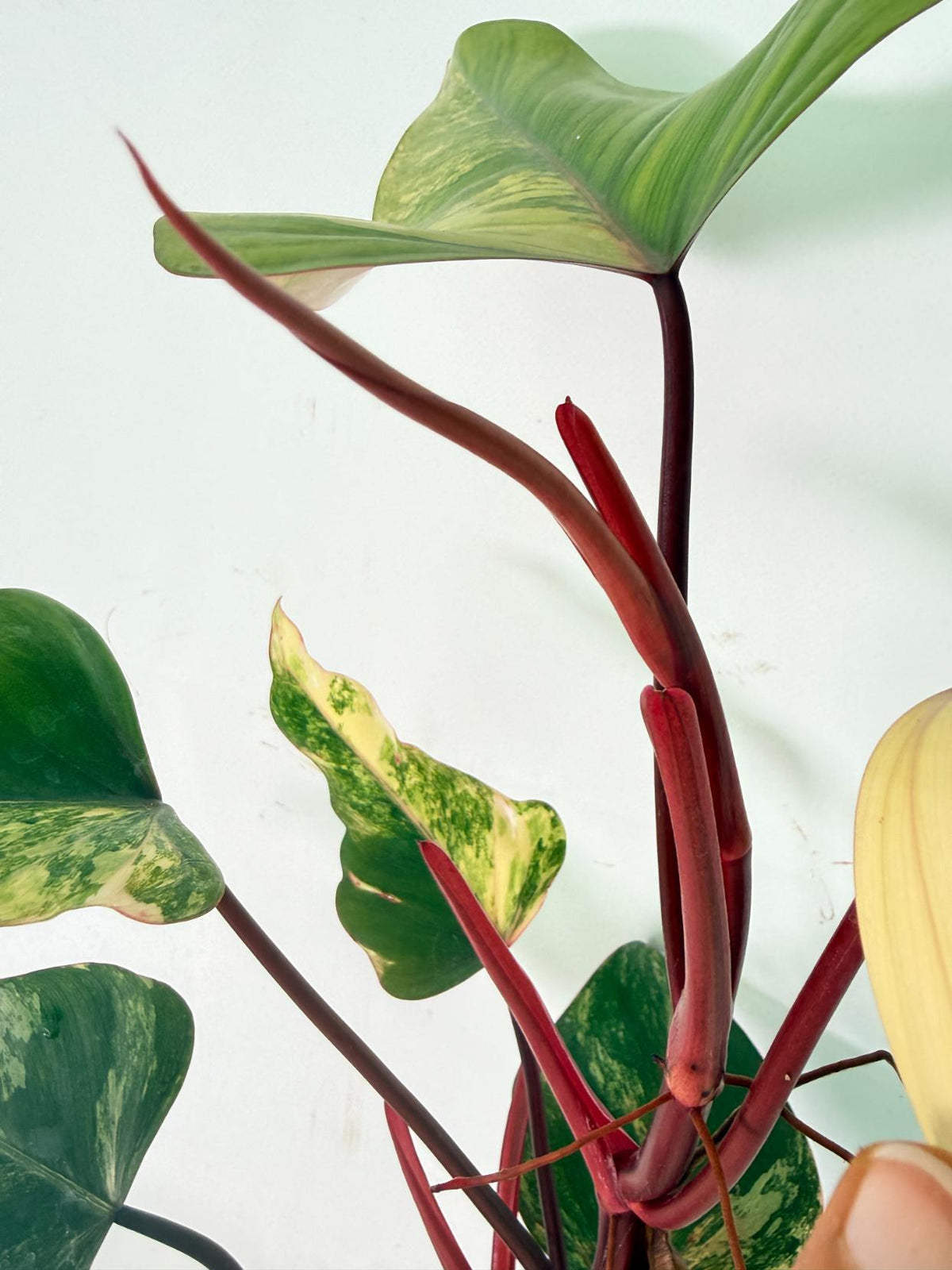 Philodendron Strawberry Shake variegata 09