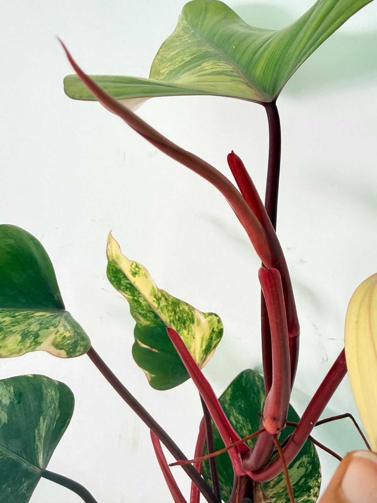 Philodendron Strawberry Shake variegata 10