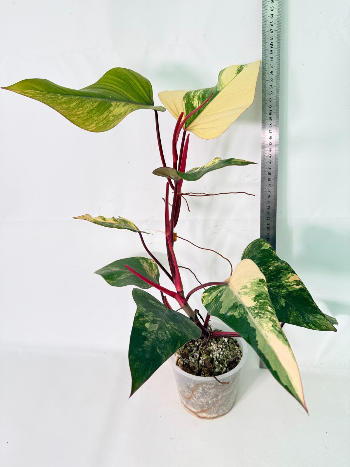 Philodendron Strawberry Shake variegata 11