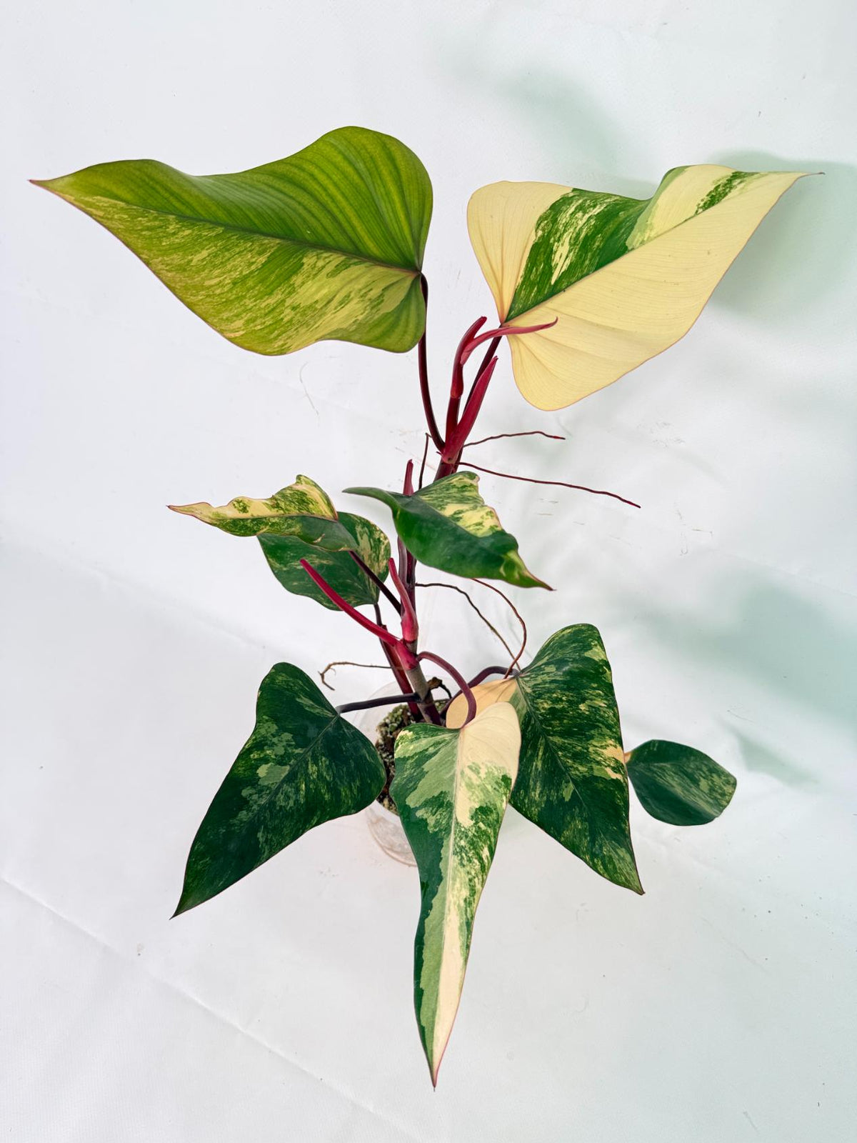 Philodendron Strawberry Shake variegata 01