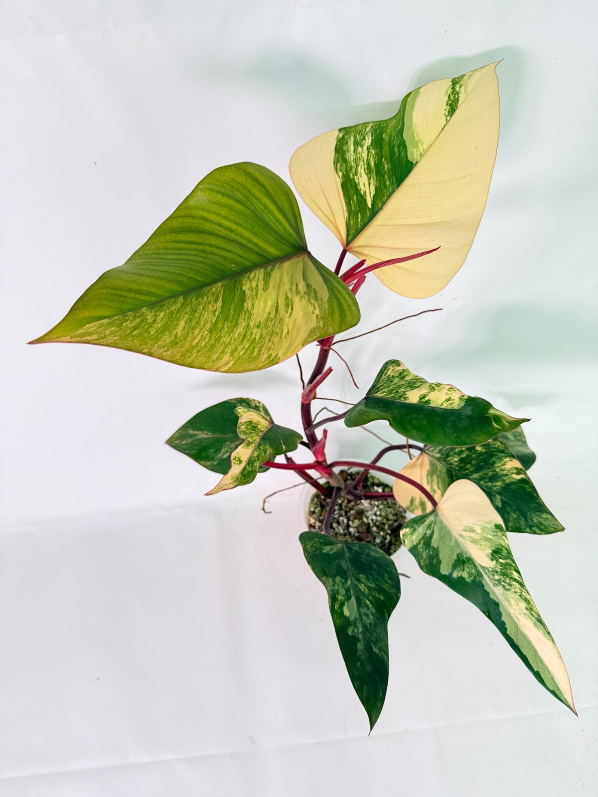 Philodendron Strawberry Shake variegata 02