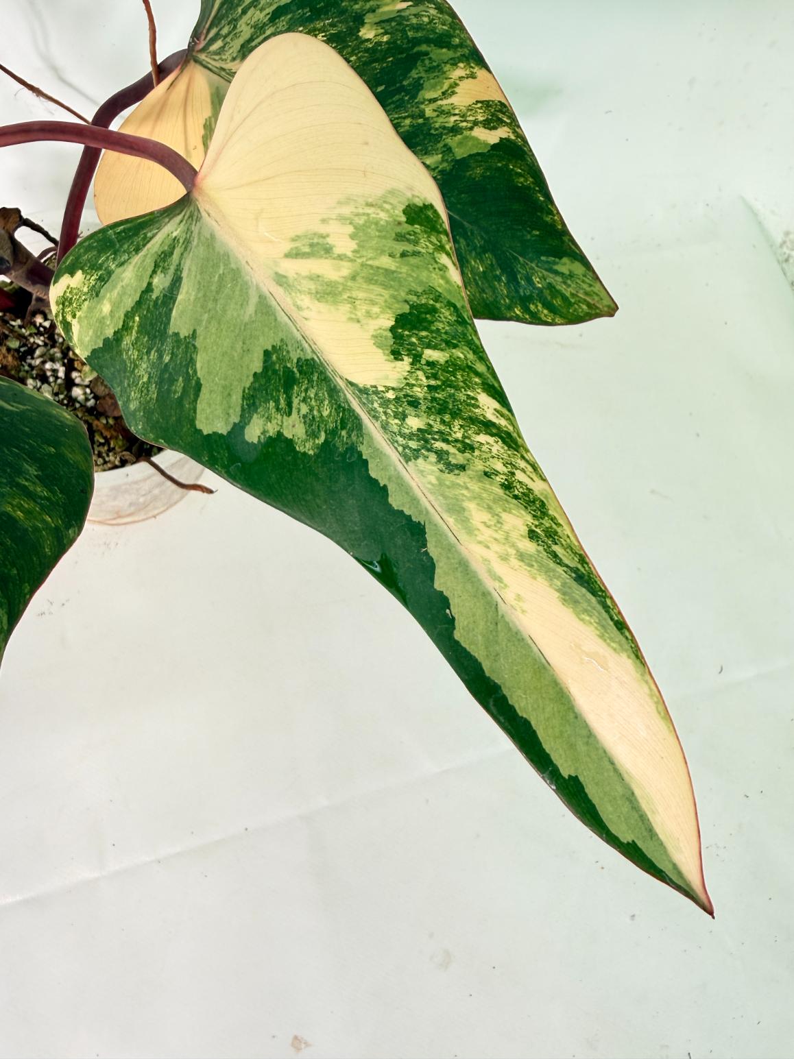 Philodendron Strawberry Shake variegata 03