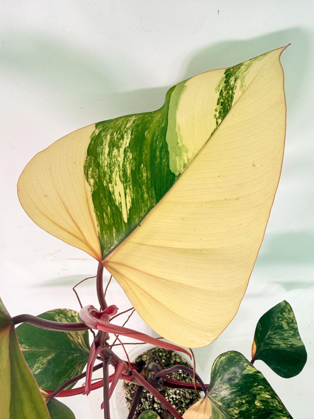 Philodendron Strawberry Shake variegata 04