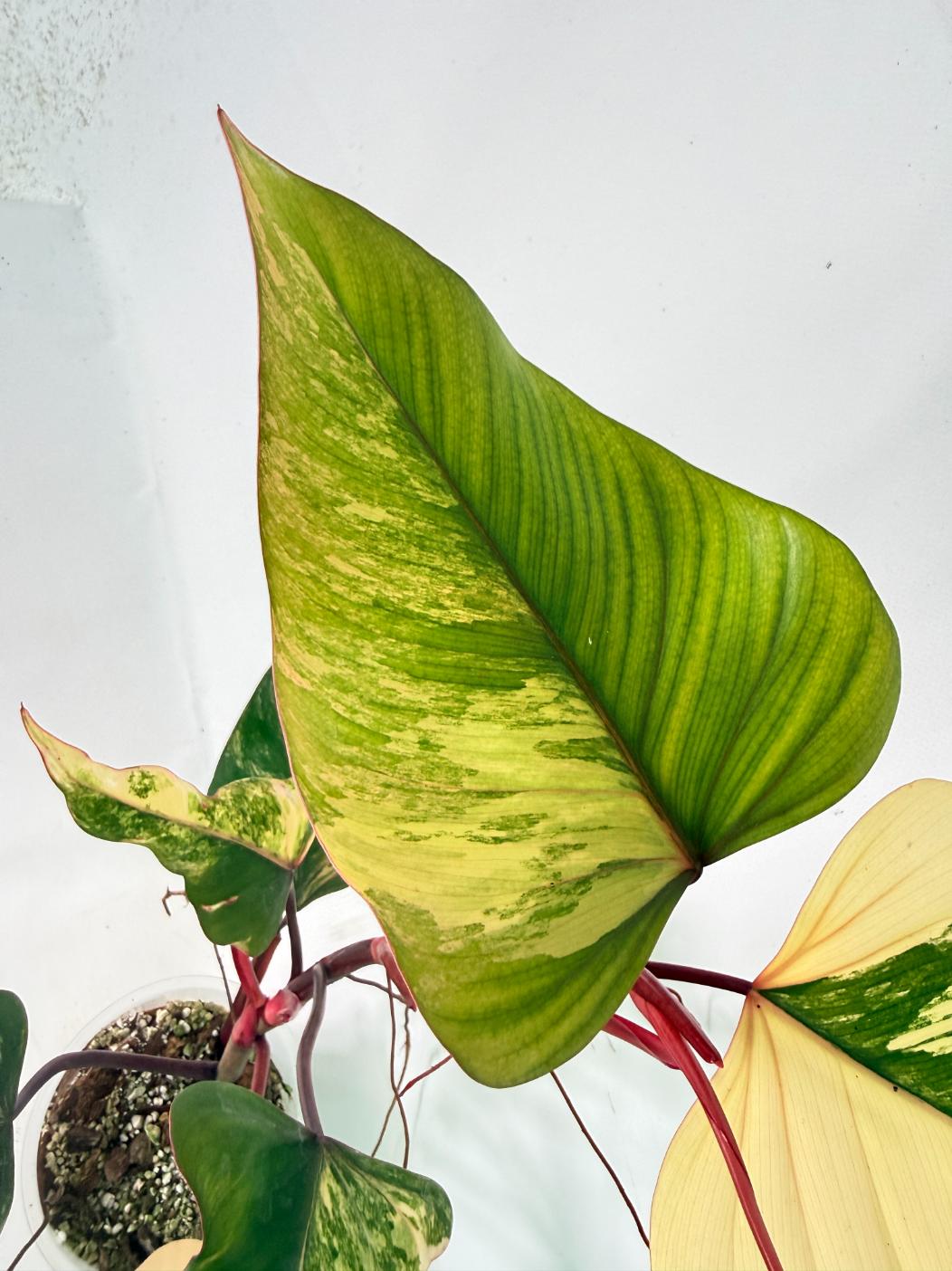 Philodendron Strawberry Shake variegata 05